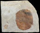 Two Paleocene Fossil Leaves (Davidia & Zizyphoides) - Montana #71522-1